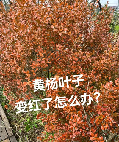 为什么瓜子黄杨会变色