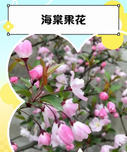 海棠果什么品种的花