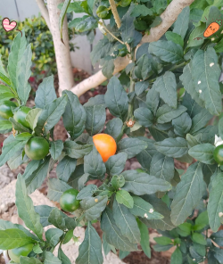 珊瑚樱为什么不开花