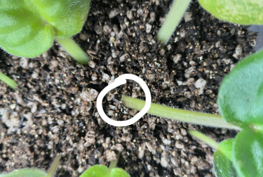 非洲堇如何播种