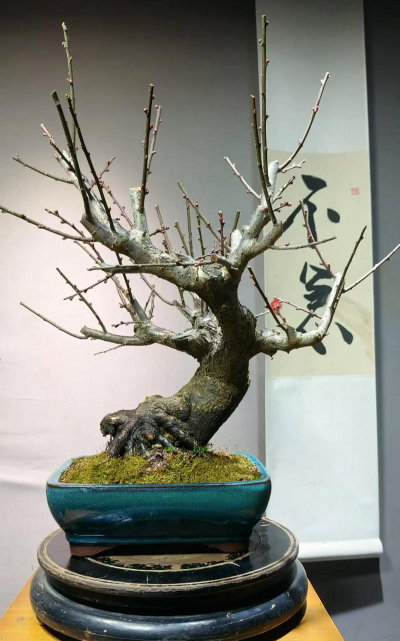 朱砂梅盆景怎么修剪