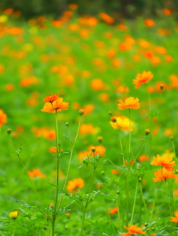 黄秋英开什么花