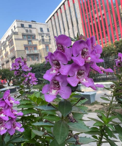 紫色天使花怎么浇水