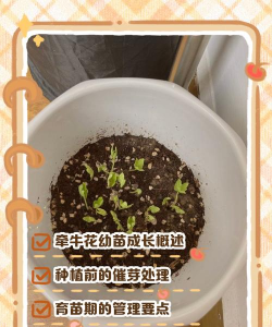怎么种植芽苗花