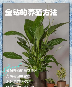 大金钻冬天怎么养