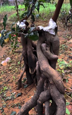 家庭养花用生根粉