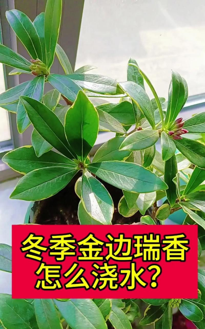 冬天瑞香如何浇水