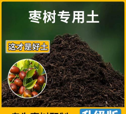 种枣树需要什么土壤