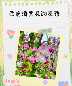 西府海棠是什么花语