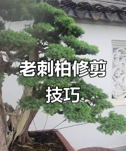 柏类常青树木如何修剪