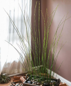 竹节草如何造型