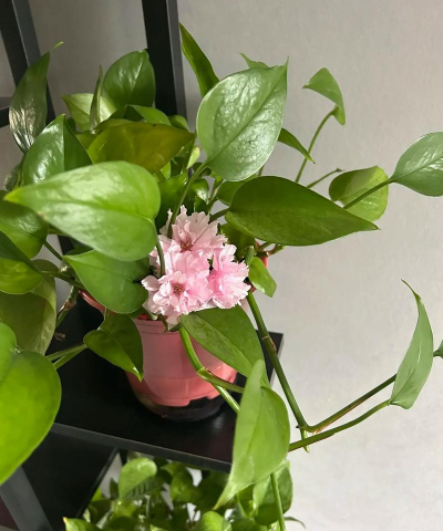 家庭养花用生根粉