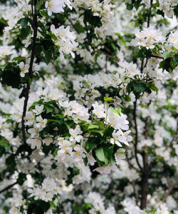 海棠开白花是什么品种