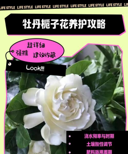 牡丹栀子如何修剪