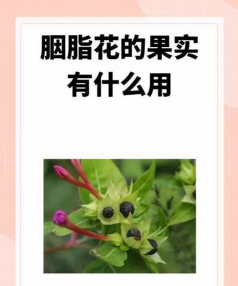 如何选择胭脂花