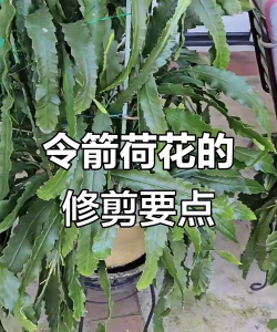 令箭花如何修剪