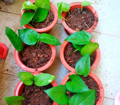 家庭养花用生根粉