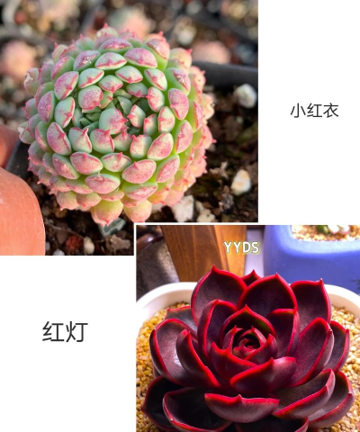 小红衣夏季怎么养