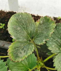 草莓盆栽为什么烂叶