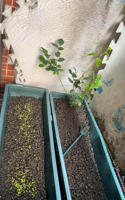 洋桔梗如何发芽