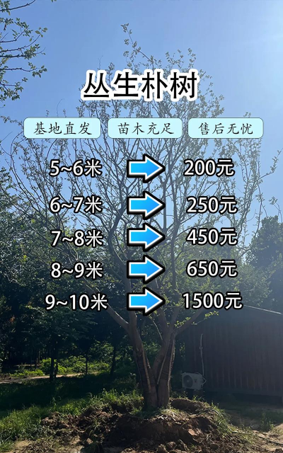 2公分朴树什么价格