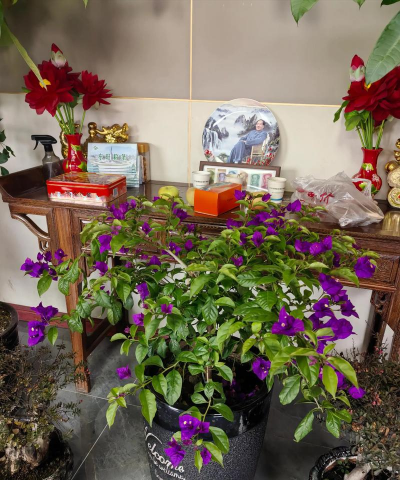 家庭养花用生根粉