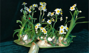 家庭养花用生根粉