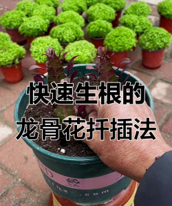 家庭养花用生根粉