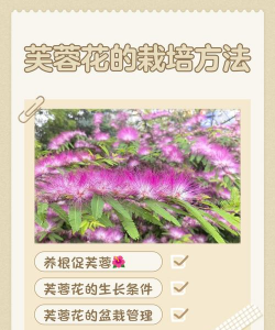 芙蓉花怎么培养