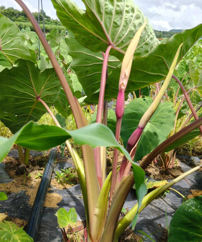 芋头花怎么种植方法