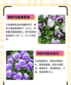 如何种三色堇