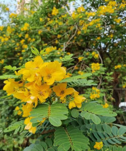 黄淮决明是什么科