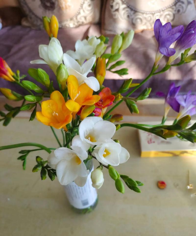 家庭养花用生根粉