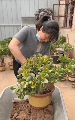 家庭养花用生根粉