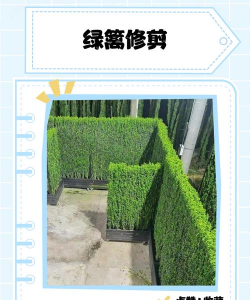 连翘绿篱如何修剪