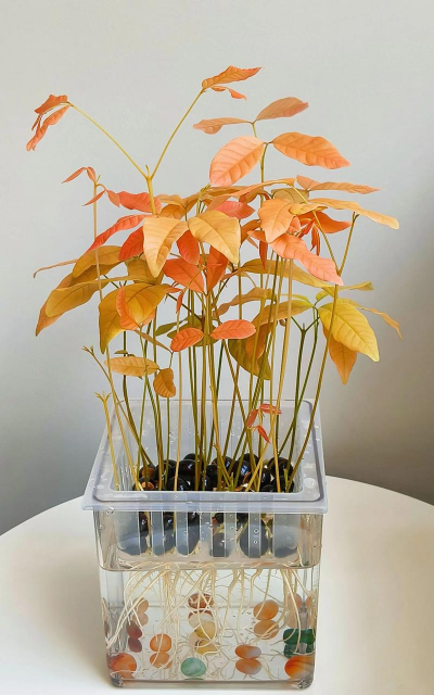 家庭养花用生根粉