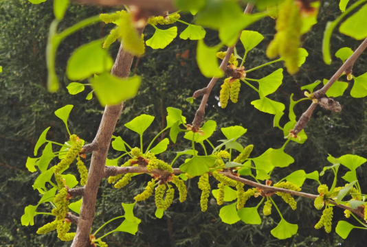 银杏如何早结果