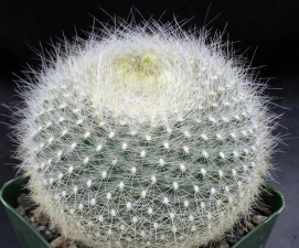 白雪光如何浇水