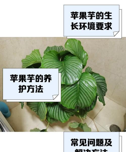 苹果芋如何过冬