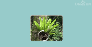 蝙蝠蕨是什么科属