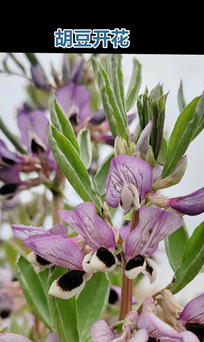 什么花用蚕豆