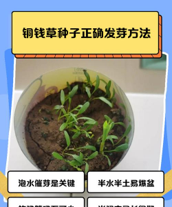 绿化苗木草籽怎么种