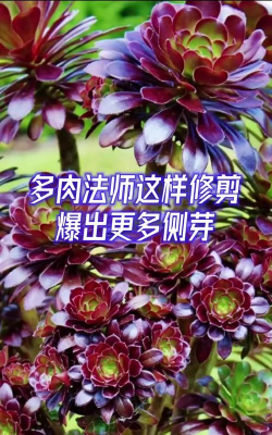 家庭养花用生根粉