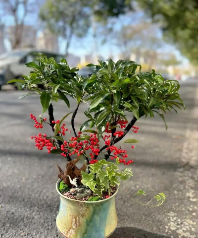 家庭养花用生根粉