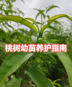 桃树幼苗如何养护