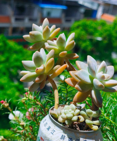 家庭养花用生根粉