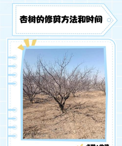 杏树枝什么时候剪