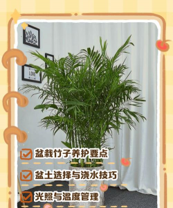 盆栽毛竹如何养护