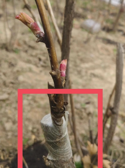 如何嫁接桑叶牡丹