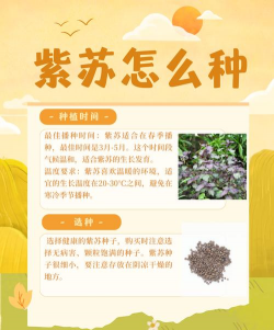 如何种值紫苏